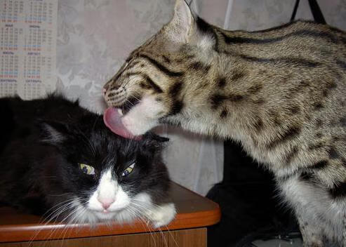 九游官网首页-德甲主场优势显著，多支球队表现亮眼，德甲球场一览